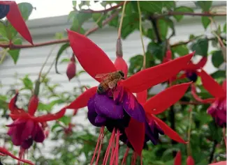  ??  ?? A huge fuschia bush threatens to move into the house.