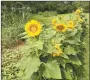  ?? PHOTO SUBMITTED ?? The Victory Garden at New Bethel School is blooming with beautiful sunflowers and a great deal of bounty.