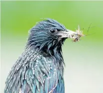  ?? Supplied ?? Common starlings were one of 15 species affected by elevated levels of neonicotin­oids in the Netherland­s.