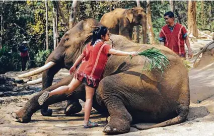  ??  ?? Visitors brush an elephant after receiving a class in how to care for the animals at Patara Elephant Farm outside Chiang Mai, Thailand.