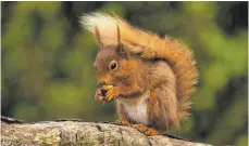  ?? FOTO: IMAGO IMAGES ?? Ihren buschigen Schwanz nutzen Eichhörnch­en als wärmende Decke, aber auch um damit ihre weiten Sprünge geschickt zu steuern.