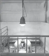  ?? (NDSU photo) ?? When used properly, heat lamps can help newborn livestock stay warm during harsh weather.
