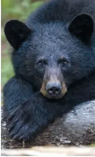  ?? ?? Crossman came across this perfectly posed black bear by chance while out for a spring walk in Kent County, N.B.