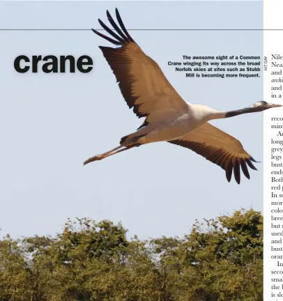  ??  ?? The awesome sight of a Common Crane winging its way across the broad Norfolk skies at sites such as Stubb Mill is becoming more frequent.