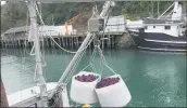  ??  ?? More than 150 pounds of the Downee’ purple urchin haul are unloaded from their boat in Fort Bragg’s Noyo Harbor.