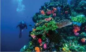  ??  ?? A coral reef in the Komodo National Park, Indonesia. Photograph: Auscape/Universal Images Group via Getty Images