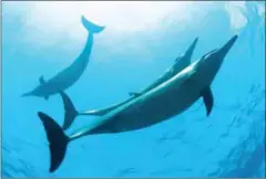  ?? JAMES WATT/ NOAA/AFP ?? Spinner Dolphins are pictured in this recent undated photograph in the Northweste­rn Hawaii Islands.