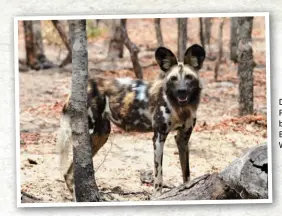  ??  ?? Die Ohren gespitzt: Die Painted Dog Conservati­on bei Dete sorgt sich um den Bestand des afrikanisc­hen Wildhunds.