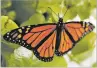  ?? CAROLYN KASTER/ASSOCIATED PRESS ?? Trump administra­tion officials are expected to reveal this week whether the monarch butterfly should receive federal designatio­n as a threatened species.