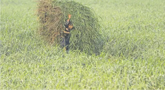  ?? Picture:Reuters ?? A labourer carries bales of grass to feed cattle in Mumbai, India, yesterday.