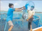  ?? HT PHOTO ?? Men on a boat pull out fish from the cage.