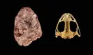  ?? M Hance/PA ?? The fossil skull of Kermitops (left) alongside a modern frog skull. Photograph: Brittany
