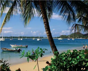  ??  ?? Peach of a beach: Rodney Bay, where you can dive for giant sea shells, or simply unwind