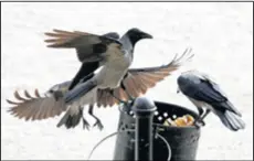  ??  ?? Ptice u potrazi za hranom kopaju po smeću i razbacuju ga