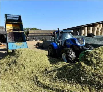  ??  ?? French farmers compress corn silage with a tractor, in Louplande, north-western France . — AFP photos by Eric Cabanis