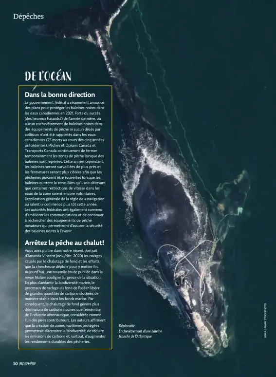  ??  ?? Déplorable :
Enchevêtre­ment d’une baleine franche de l’Atlantique
