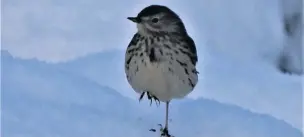  ?? Dave Steel ?? ●● A meadow pipit