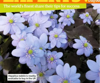  ??  ?? Hepatica nobilis is readily available to buy in the UK