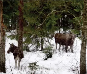  ??  ?? Ko med älgkalv, en syn som i Hylteskoga­rna denna höst och vinter inte varit lika vanlig som tidigare.