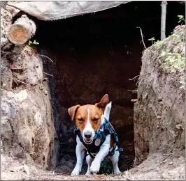  ?? ?? IN ACTION: Patron searches through abandoned Russian trenches outside Chernihiv – and he even gets involved in helping to dig a hole for the bomb squad to explode enemy ordnance safely