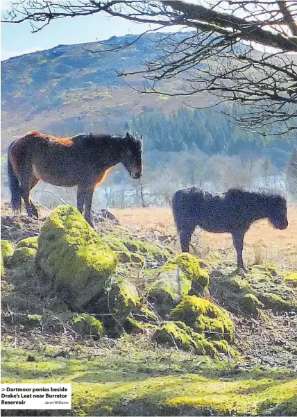  ?? Janet Williams ?? Dartmoor ponies beside Drake’s Leat near Burrator Reservoir