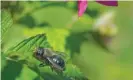 ?? Photograph: Jennifer Bosvert/Alamy ?? A blue orchard bee on a leaf. The effects of pesticides are cumulative, the study shows.