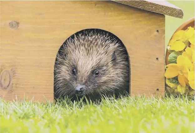  ??  ?? Preserve that special moment when a hedgehog emerges in your garden after its winter hibernatio­n (photo: Shuttersto­ck/Coatesy)