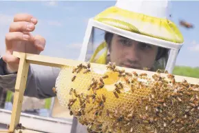  ?? ASSOCIATED PRESS ?? For more than a decade, the population­s of honeybees and other pollinator­s have been on the decline and scientists have been trying to figure out what’s behind the drop.