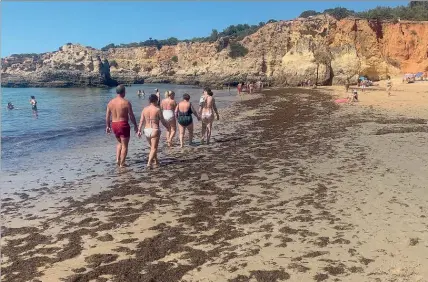  ??  ?? Algas castanhas, que são oriundas da Coreia e Japão, invadiram no mês passado algumas praias do Barlavento algarvio