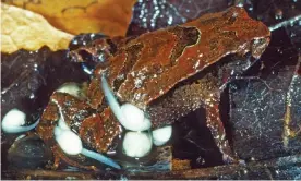  ?? Photograph: Environmen­t NSW ?? Newly discovered in NSW as a distinct species of hip pocket frog, assa wollumbin males carry their tadpoles in pouches.