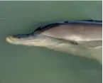  ?? ?? A dolphin resting on the surface of the water in Australia