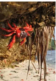  ?? ?? CLOCKWISE FROM TOP LEFT: See the mesmerisin­g golden bosun; Take a dip in a magical grotto; Enjoy sunset drinks; The famous red crabs of Christmas Island.