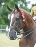  ??  ?? Cob champion The Comedian (Lily Gibbs) takes a HOYS ticket