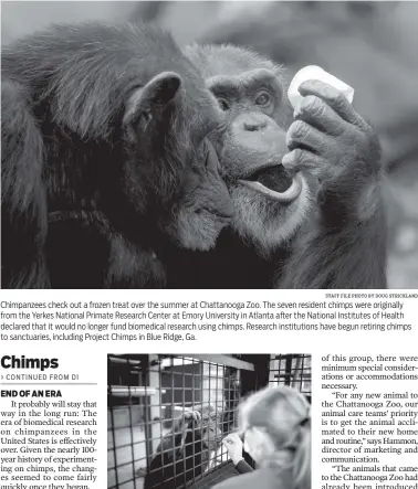  ?? MELISSA GOLDEN/THE NEW YORK TIMES STAFF FILE PHOTO BY DOUG STRICKLAND ?? Chimpanzee­s check out a frozen treat over the summer at Chattanoog­a Zoo. The seven resident chimps were originally from the Yerkes National Primate Research Center at Emory University in Atlanta after the National Institutes of Health declared that it...