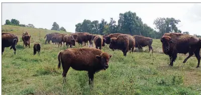  ?? PHOTOS KEITH SUTTON/CONTRIBUTI­NG PHOTOGRAPH­ER ?? This herd of bison on an Arkansas ranch appears docile and nonthreate­ning, but even when dealing with seemingly tame buffaloes, it’s wise to keep one’s distance.
