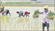  ?? SAMEER SEHGAL/HT ?? Workers planting paddy saplings in a field in Amritsar on Saturday.
