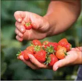  ?? ?? Strawberri­es: “less a fruit than an icon”