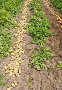  ?? ?? A destra, tipici salumi e insaccati dell’azienda Agricola Piacentini di Offlaga, che dispone di uno spaccio per la vendita diretta.