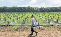  ?? COLE BURSTON BLOOMBERG FILE PHOTO ?? WeedMD’s roughly 64.7-hectare property in Strathroy, Ont., has eight-foot barbed-wire fencing, drones, 24/7 security and key fobs for access, as well as sensors that measure vibrations.