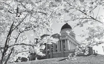  ?? Stephen Trimble ?? CHERRY BLOSSOMS frame the Utah state capitol, where parachutis­ts, protesters, presidents and posers show up each day.