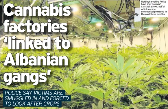  ??  ?? Nottingham­shire Police have shut down 62 cannabis grows, half of which were in commerical premises, in the past three months