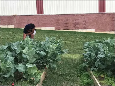  ?? SUBMITTED PHOTO ?? A youth partner maintains crops at one of the Trellis gardens. The program has been serving area food panties and businesses for many years.