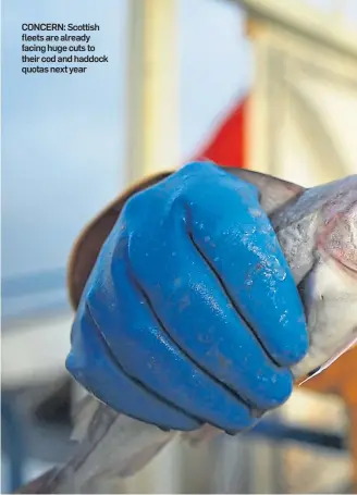  ??  ?? CONCERN: Scottish fleets are already facing huge cuts to their cod and haddock quotas next year