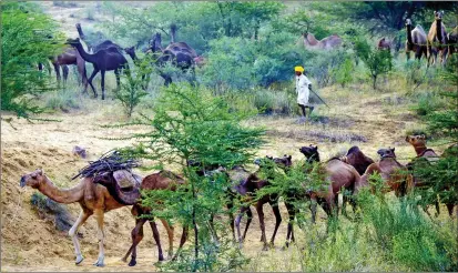  ?? IANS ?? A herder on his way to the Pushkar fair along with his camels in Rajasthan, on Saturday.