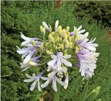  ??  ?? Agapanthus ‘Cloudy Days’ is one of a number of newer, long-flowering hybrids of this summer favourite.