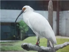  ??  ?? An ibis in Nomi, Ishikawa prefecture. — AFP photo