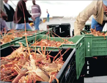  ?? PHOTO: REUTERS ?? Fishermen offload their rock lobster catch at Kalk Bay harbour. They are up in arms over a proposed cut in total allowable catch.