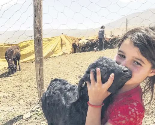  ??  ?? A Yörük child hugs one of the cattle her family feeds in the highlands of Eastern Anatolia.