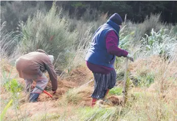  ??  ?? Norsewood couple Gavin and Kathryn Mulinder have helped plant the banks of the Manawatu¯ River at its source since the first project in 2013.