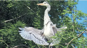  ??  ?? Wormit resident Gordon Douglas says he was quite taken aback when he spotted this heron trying to keep cool up a tree at Tayfield, in Newport-on-Tay, amid the hot weather.